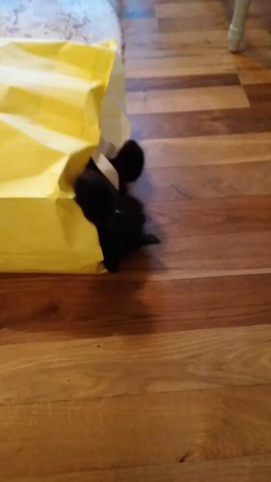 En svart katt leker i en gul papperspåse på ett trägolv med en röd leksak.