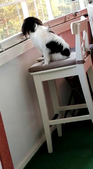 En svartvit hund sitter på en vit stol och tittar ut genom ett fönster i ett rum med röd-grön vägg och fönster med vita ramar.