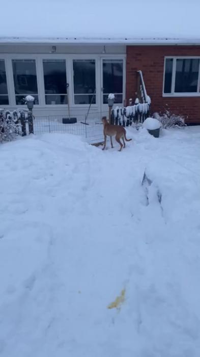 En hund leker i snön med hus och träd i bakgrunden under en grå himmel.