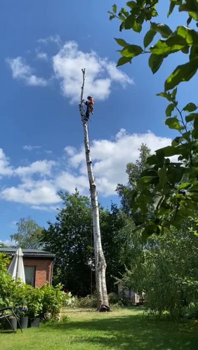 En person klättrar på en mycket hög avlövad trädstam i en lummig trädgård nära ett hus under en solig dag.