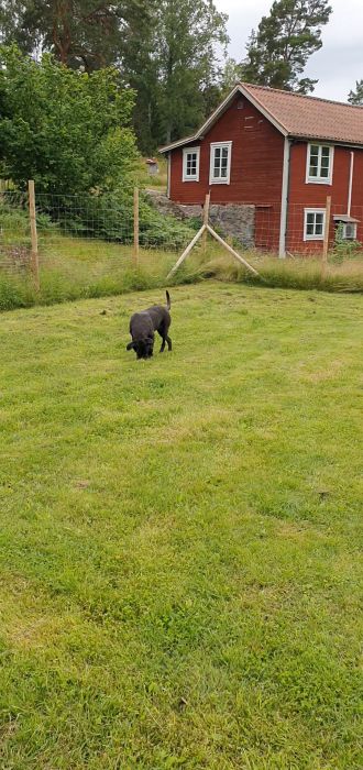 En hund går på en lummig grön gräsmatta omgiven av ett staket med träd och byggnader i bakgrunden.