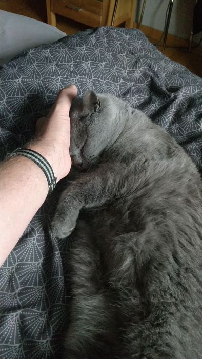 En person klappar en sovande grå katt på ett sängöverkast med geometriskt mönster.