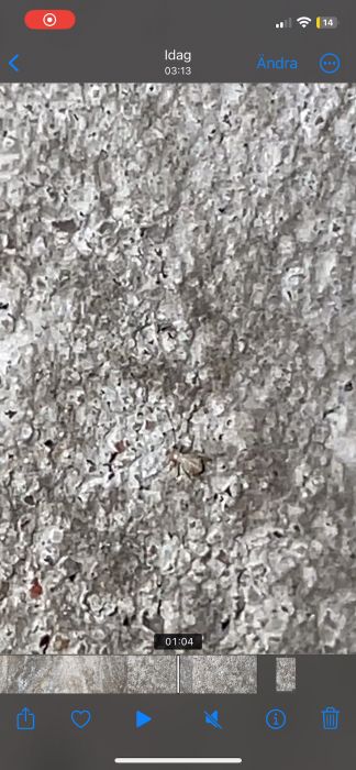 En närbild av en granulär yta, möjligtvis en mur eller sten, med en suddig förgrund.