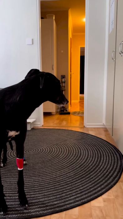 En svart hund står närmast kameran, medan en beige hund med rött skydd på benet går i bakgrunden inne i ett hus.