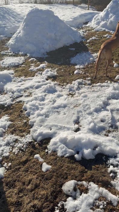 En ljusbrun hund springer i snön framför ett enplanshus med mörk takplåt under en klarblå himmel.