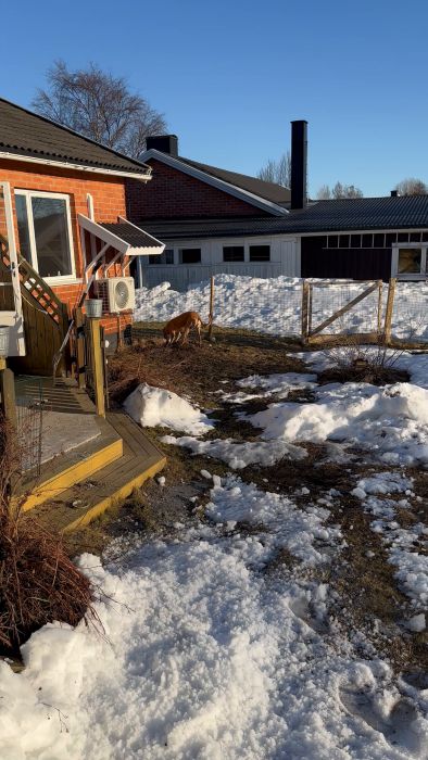 En brun hund nosar på marken utomhus vid en snödriva och ett staket med en byggnad i bakgrunden.