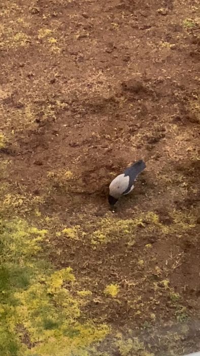 En fågel står på jordig mark med gräsfläckar. Vy uppifrån. Fågeln kan vara i färd med att söka föda.