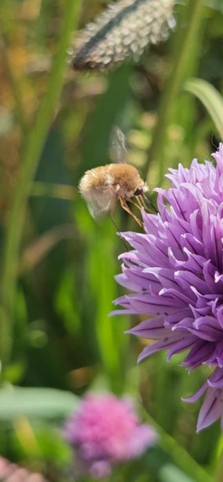 Ett bi landar på en lila blomma, med suddig bakgrund av grönska. Flyktiga vingrörelser syns i skärpt närbild.