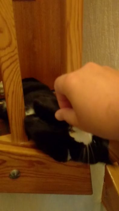 Svartvit katt som ligger på en trähylla, filmen är suddig vilket tyder på rörelse.