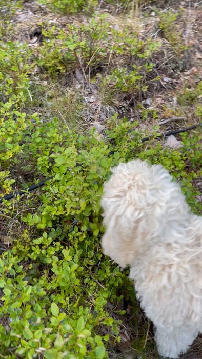 En vit, lockig hund nosar bland gröna buskar i en skogsmiljö.