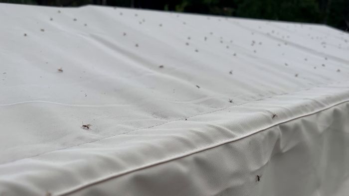 Vit parasollöverdrag med många små flugor eller insekter, omgiven av grönska, ute i dagsljus.