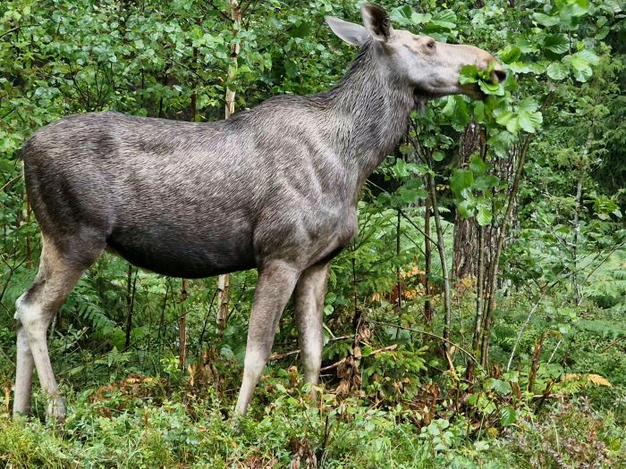 En älg står bland gröna buskar och träd, blickar bort från kameran i en skogsmiljö.