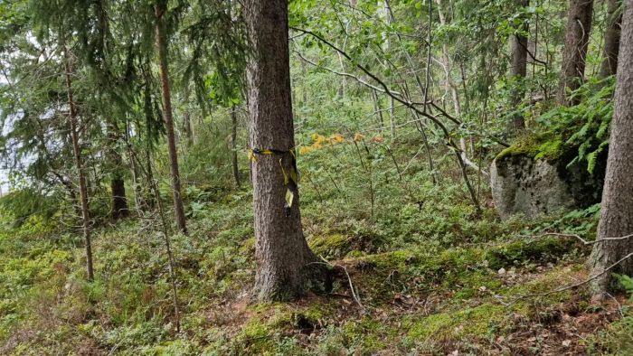 Det är en skog med grönmossa, lövträd, en sten och ett träd med gult band.