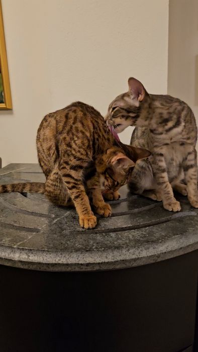 En randig katt står på en stenliknande yta med fokus neråt, eventuellt lekfull eller nyfiken, inomhus, under en tavla.