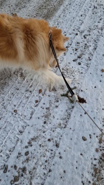 En golden retriever som biter på en pinne i ett vinterlandskap med lite snö på marken.