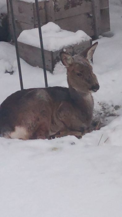 En hjort ligger i snön framför en trästruktur och ett metallstaket, ser utmattad eller skadad ut.
