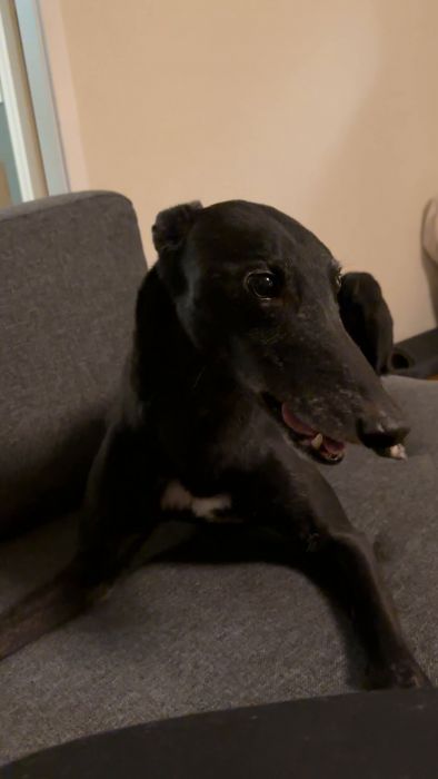 Titta på denna charmiga tönthund som visar upp sitt busiga humör i hemmamiljö. Ett härligt inslag för alla hundälskare!