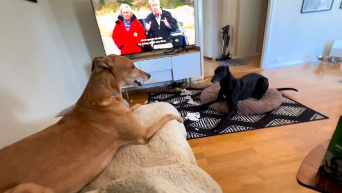 Se hur en hund visar sina busiga beteenden, morrande och lekfulla rörelser, innan den börjar skälla hemma framför TV:n.