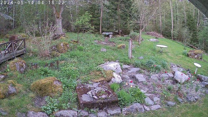 Ett överraskande besök av en räv fångas på film i en lugn trädgårdsmiljö, vilket tycks roa trådskaparen.