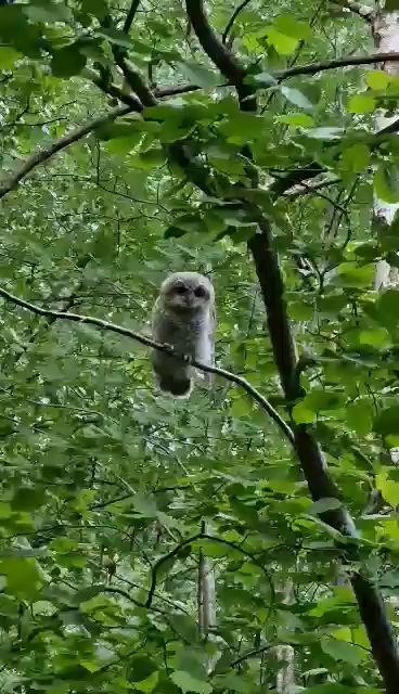 Efter nästan ett decennium av spaning fångades äntligen uggleungar på film i trädgården. Denna film ger en glimt av ugglorna i sitt naturliga habitat innan de flyger iväg. Spännande diskussion om möjligt närliggande bo.