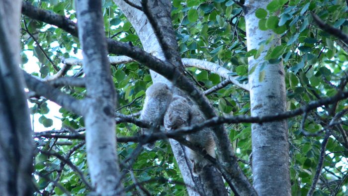 Utforska en film där vi fångar ugglor på film under en spännande jakt i skogen, trots kamerans begränsningar. Möt Owly Moses, Owly Spirit, Owly Smoke och Owly Shit.