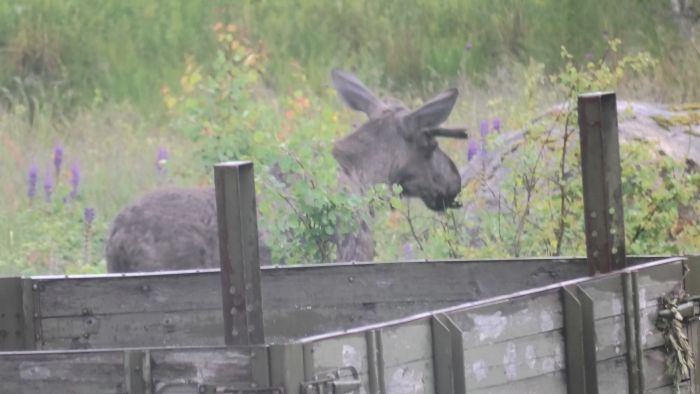 En älg besökte min trädgård idag. Troligtvis samma älg som jag sett tidigare. Det ska bli intressant att se om den överlever hösten.