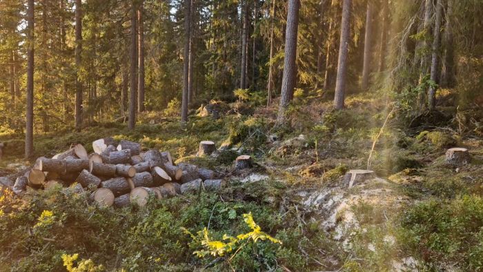 Se pågående skogsarbete som utförs vid solnedgången i skogen. Timmer är staplat och en vacker sol lyser genom träden, vilket ger en fridfull men arbetsam atmosfär.