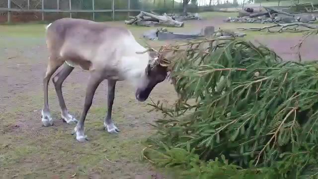 En ren undersöker en stor gran i detta charmiga videoklipp. Se hur djuret interagerar med trädet och dess omgivning, vilket ger en underhållande inblick i naturens fascinerande värld.