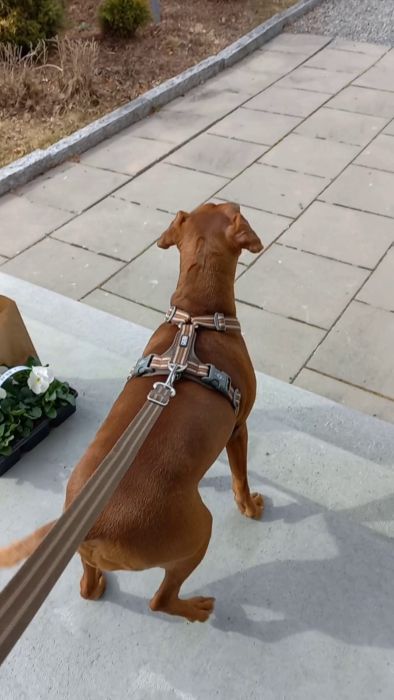 En hund står på uppfarten och väntar ivrigt när dess ägare berättar att dottern och svärsonen snart kommer på besök. Bilen syns komma längs vägen och spänningen stiger. En härlig stund av förväntan och glädje!