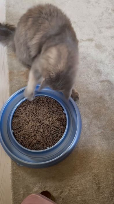 Kolla in Labans favoritleksak i aktion. En enkel men underhållande leksak som ger oändlig glädje och stimulans för både katter och deras ägare. Se hur Laban leker och har kul med sin nya runda leksak!
