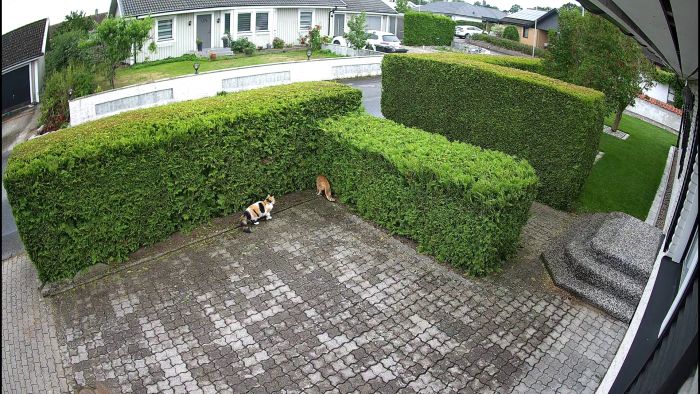 Se två katter i ett kort men intensivt slagsmål utanför fönstret. Vem skulle ha trott att denna lugna gata kunde erbjuda en sådan dramatik? Ibland ryker pälsen i kampen om territoriet.