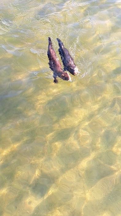 Snapchat-1794128260.mp4