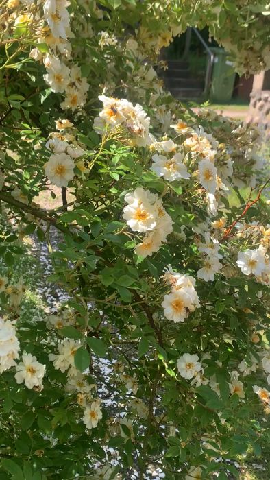 Upplev det livliga surret av pollinatörer i en blommande honungsros. Varje år ökar antalet och skapar en rikare trädgård. Ingen gräsklippning framför huset bidrar till denna biologiska mångfald.