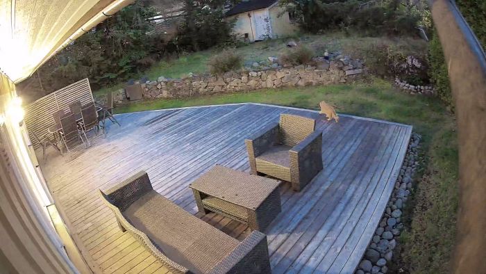 Se hur du kan hantera ett oväntat grävlingsbesök på tomten. Filmen visar reaktioner och åtgärder att vidta för att tryggt observera och försiktigt avlägsna grävlingen utan att orsaka skada för djur eller människor.