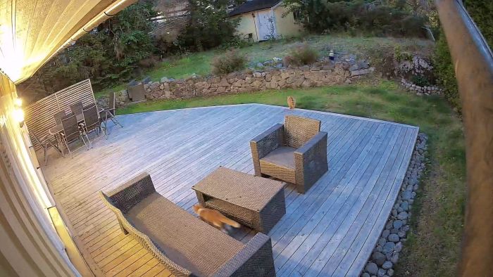 Se hur brorsans snabba agerande överraskar och jagar bort grävlingen från trädgården. Efter detta besök vågade sig inte grävlingen tillbaka igen. En kombination av humor och effektivitet i högt tempo.