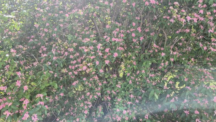 Utforska hur buskpioner trivs i lerjord. Denna video visar vackra buskpioner i full blom och diskuterar deras jordpreferenser. Perfekt för trädgårdsentusiaster som vill veta mer om buskpionernas växtförhållanden.