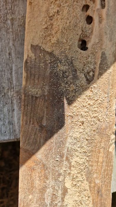 Upptäck stora och aggressiva insekter i en brädhög. De når nästan 3 cm i storlek och har orsakat oro. Finns det en lösning? Se filmen för att få en uppfattning om problemet och delta i diskussionen om hur man hanterar dessa skadedjur.