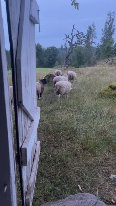 Se hur jag planerar att hjälpa fårbonden med att hålla området runt elstängslet rent. Det är viktigt att bidra till deras arbete då de börjar bli äldre. Videoen visar en vy över betesmarken där fåren går fritt.