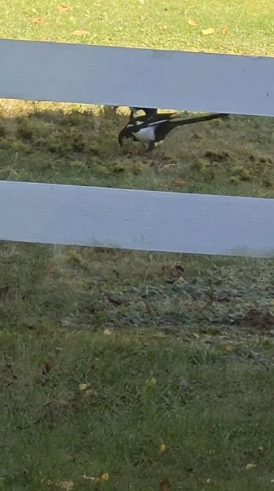 Den här videon visar en skata som promenerar i en trädgård. En besökare har fångat denna fågels aktivitet på film. Perfekt för fågelentusiaster som är nyfikna på lokala arter.