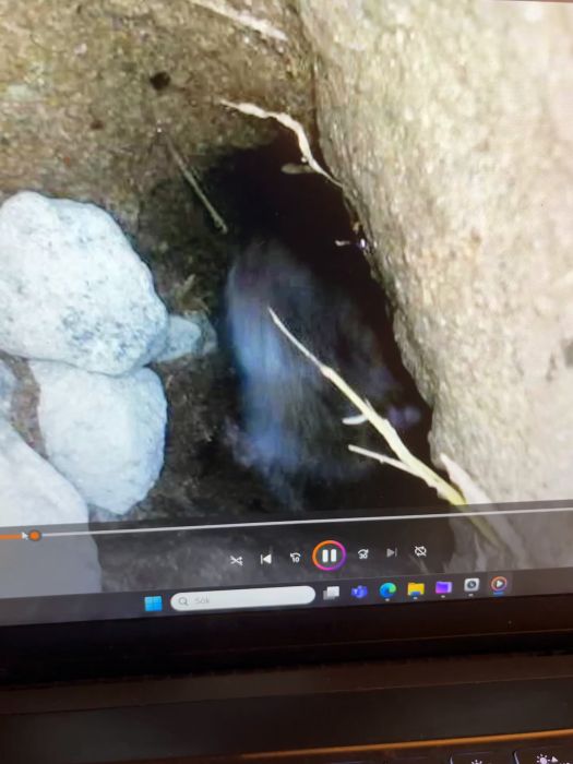 En titt på ett råttproblem under ett stall från 1940-talet där den gjutna plattan inte går djupt. Råttgångarna sträcker sig minst en meter under byggnaden. Fällor har använts, och nu behövs råd för att fylla gångarna. Se öppningen och platsen i filmen.