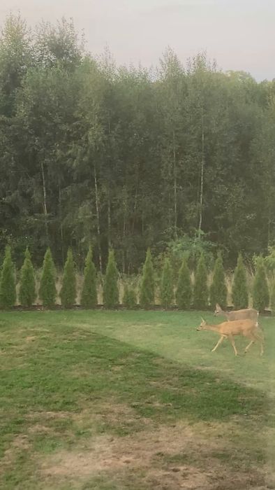Se vårt besök av rådjur som förstör plantorna i trädgården. Filmen är tagen runt kl. 7.30 på morgonen och visar dessa djur i full fart. En påminnelse om varför vi diskuterat att sätta upp en kamera tidigare. Perfekt exempel på djurlivet i vår närmiljö.