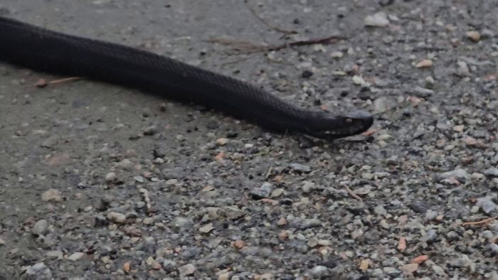 En svart huggorm med runda pupiller korsar långsamt vägen innan en timmerbil anländer. Det var 12°C, men minusgrader natten innan. Ormen flyttas i säkerhet till andra sidan vägen.