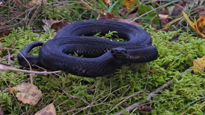 Se en dramatisk flytt av en svart huggorm som med snigelfart korsade en väg i kyligt väder. Upptäck vad som hände när timmerbilen dök upp fem minuter senare. Fascineras av hur naturen hanteras med omsorg och noggrannhet.