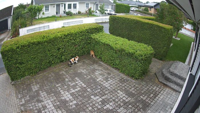 En vild sekvens där två katter möts utanför huset. Filmen fångar ögonblicket på uppfarten, trots att katterna inte tillhör husägaren. Perfekt för dig som gillar oväntade händelser i vardagen.