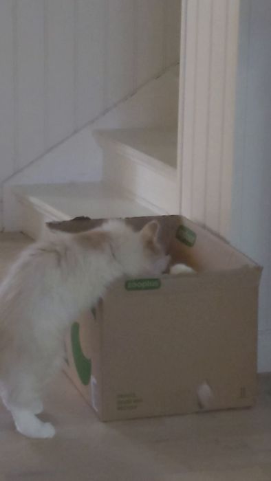 Messenger_creation_B10C12E5-037C-40FB-9563-2E3DB984CC08.mp4