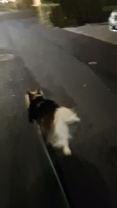 Två hundar klädda som en spindel och en vampyr firar halloween. De charmar barn på kvällspromenaden trots att Finn, en av hundarna, är mer fokuserad på ekorrar. En rolig halloweenkväll fylld med skratt och lek i mörkret.