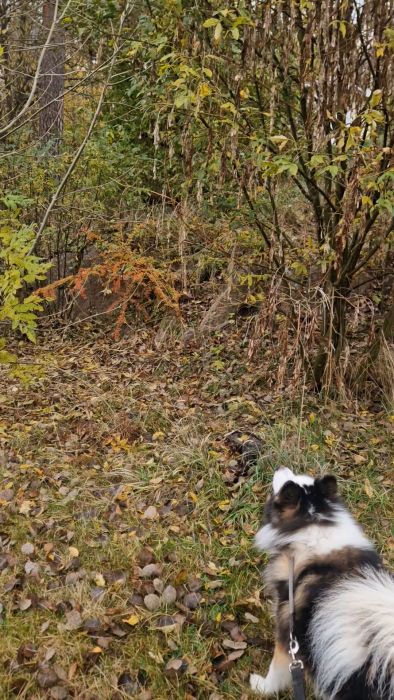 Se hur hundarna klär ut sig för halloween! Trots att ekorren inte fångades på film kan du se Finns reaktion när han skäller på en buske som om ekorren var där. En rolig och charmig kväll med besök av utklädda barn.