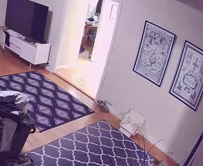 Övervakningsvideo fångar en hunds kreativa försök att nå mat i hemmet. Den fyrbenta vännen navigerar genom vardagsrummet med ett tydligt fokus och målet i sikte: något smaskigt i nästa rum.