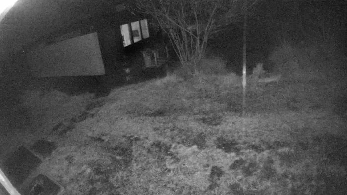 En nattkamera fångade en rörelse i trädgården. Kan du hjälpa till att identifiera vilket djur som rör sig där ute? Se videon och delta i diskussionen för att dela dina tankar och möjliga förklaringar.