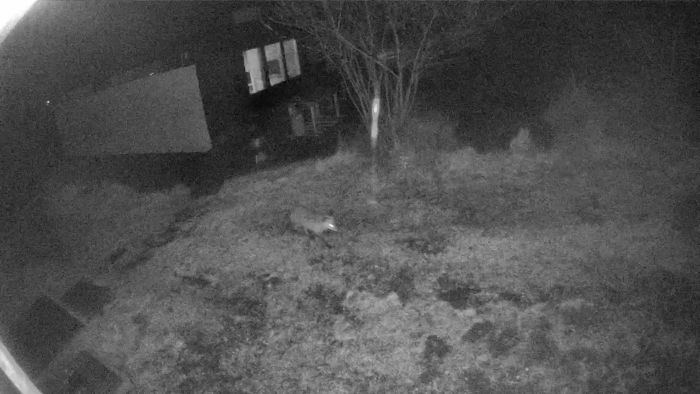En säkerhetskamera fångar en räv som smyger runt i trädgården sent på kvällen. Se hur räven uppträder och vad som händer i trädgården när mörkret faller. Var detta natten före räven kom förbi?
